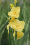 Gladiolus Bananarama Jack the Grower