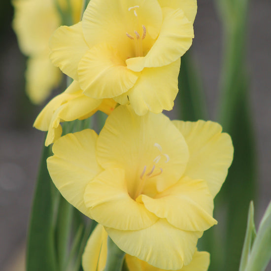 Gladiolus Bananarama Jack the Grower