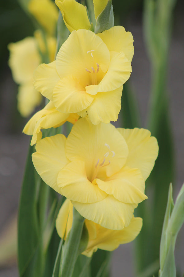 Gladiolus Bananarama Jack the Grower
