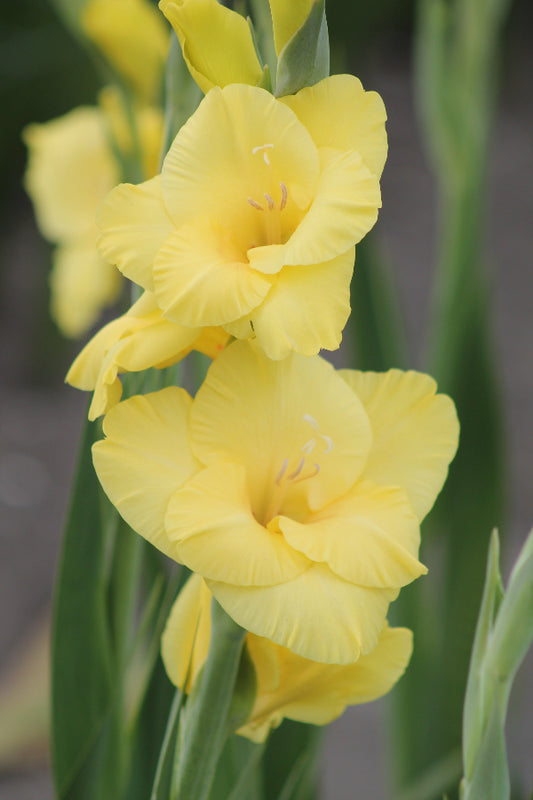Gladiolus Bananarama Jack the Grower