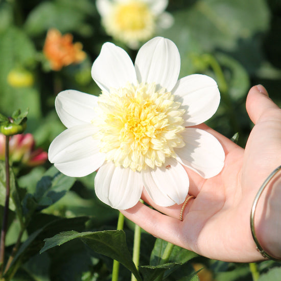 Dahlia Platinum Blonde Jack the Grower