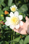 Dahlia Platinum Blonde Jack the Grower
