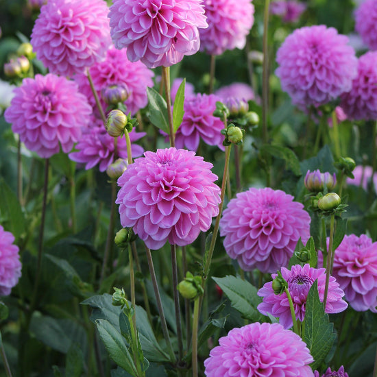 Dahlia Pink Pop Jack the Grower