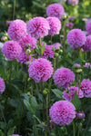 Dahlia Pink Pop Jack the Grower