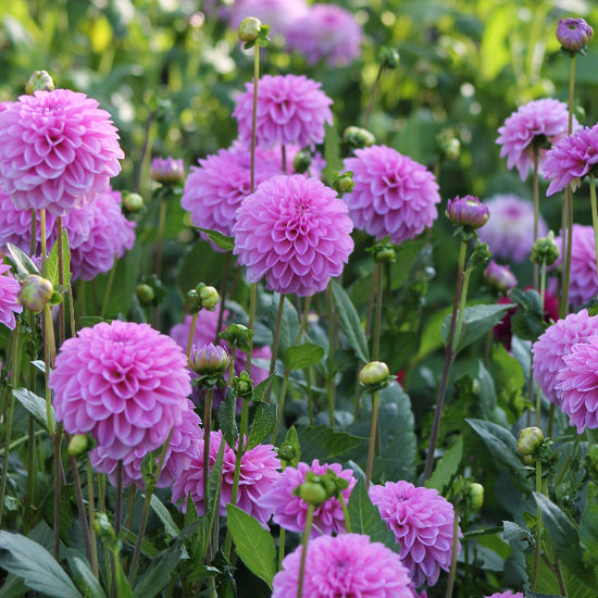 Dahlia Pink Pop Jack the Grower