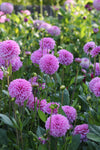 Dahlia Pink Pop Jack the Grower