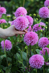 Dahlia Pink Pop Jack the Grower