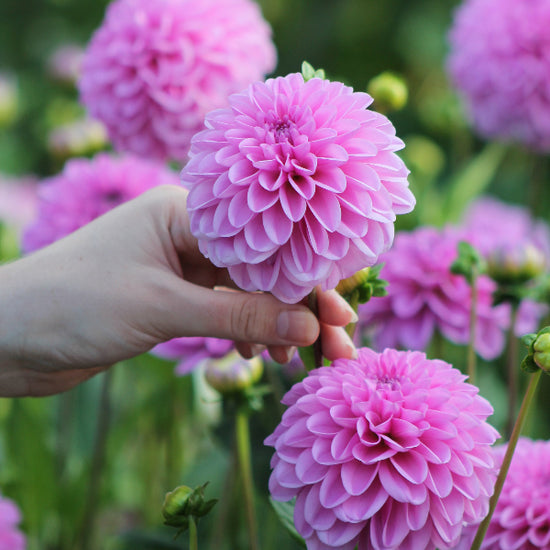 Dahlia Pink Pop Jack the Grower