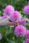 Dahlia Pink Pop Jack the Grower