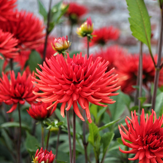 Dahlia Forrestal Jack the Grower