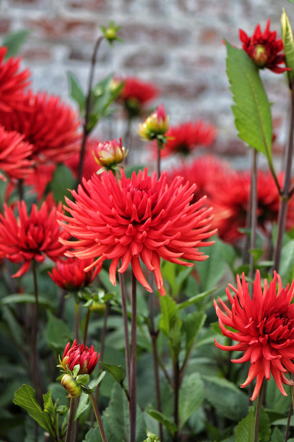 Dahlia Forrestal Jack the Grower