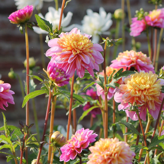 Dahlia Life Style Jack the Grower