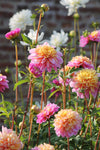Dahlia Life Style Jack the Grower