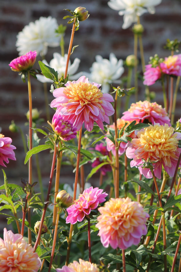 Dahlia Life Style Jack the Grower