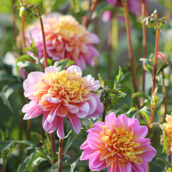 Dahlia Life Style Jack the Grower