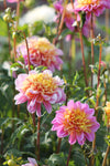 Dahlia Life Style Jack the Grower