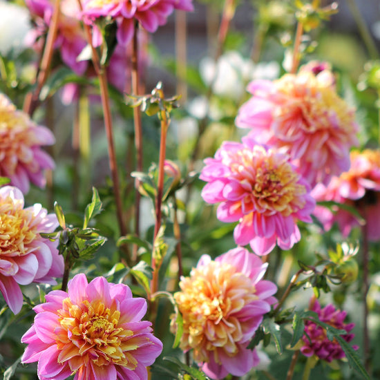 Dahlia Life Style Jack the Grower