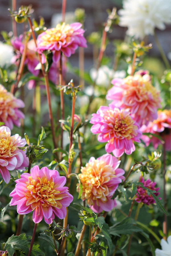 Dahlia Life Style Jack the Grower