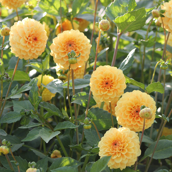 Dahlia Golden Scepter Jack the Grower