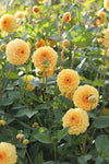 Dahlia Golden Scepter Jack the Grower