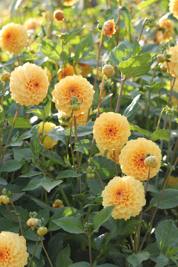 Dahlia Golden Scepter Jack the Grower