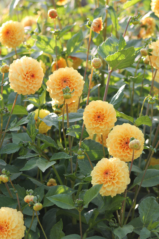 Dahlia Golden Scepter Jack the Grower