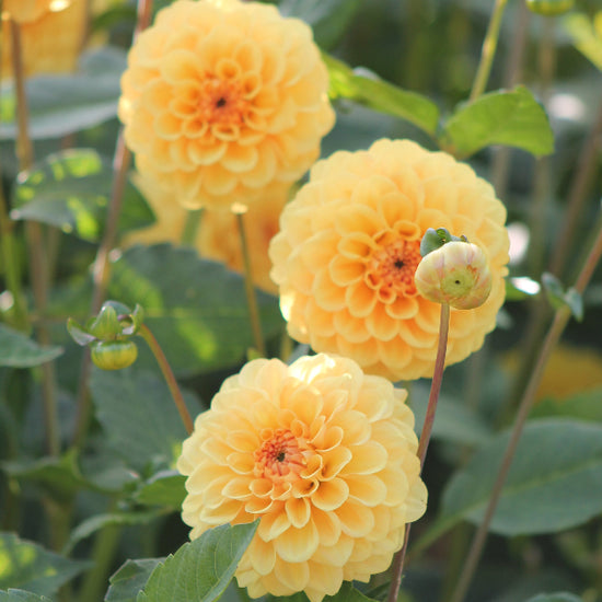Dahlia Golden Scepter Jack the Grower