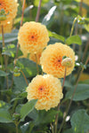 Dahlia Golden Scepter Jack the Grower
