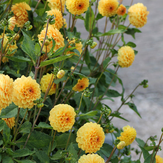 Dahlia Golden Scepter Jack the Grower