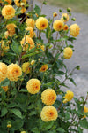 Dahlia Golden Scepter Jack the Grower