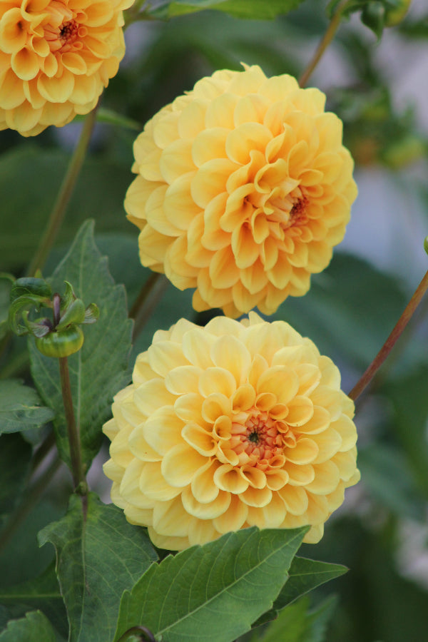 Dahlia Golden Scepter Jack the Grower