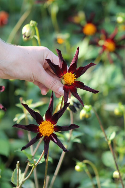 Dahlia Verrone's Obsidian Jack the Grower