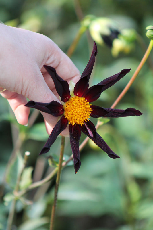 Dahlia Verrone's Obsidian Jack the Grower