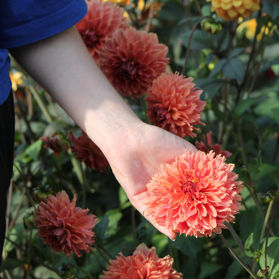 Dahlia Orange Fubuki Jack the Grower