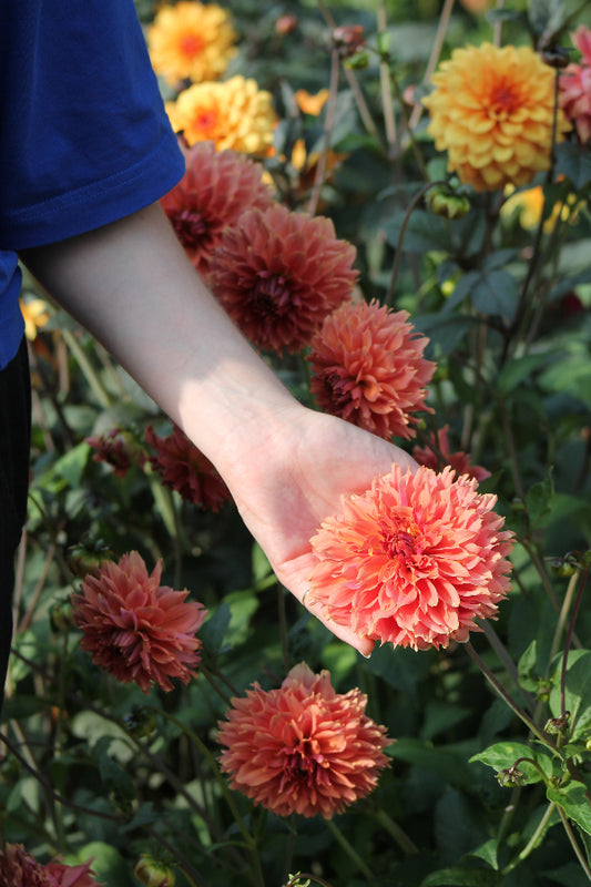 Dahlia Orange Fubuki Jack the Grower