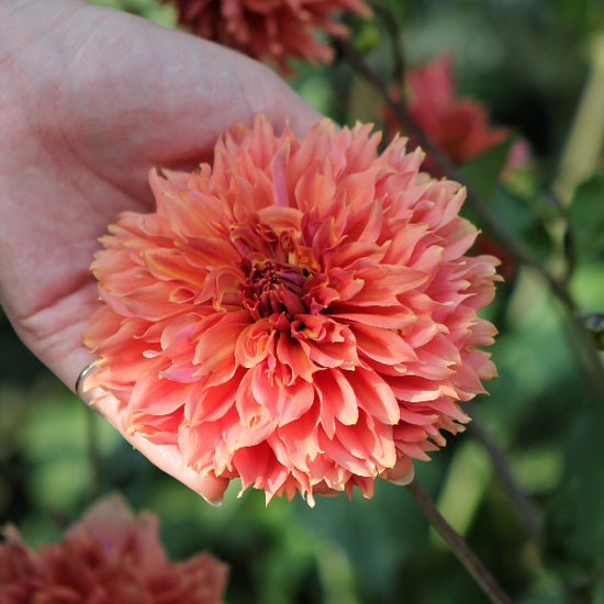 Dahlia Orange Fubuki Jack the Grower
