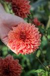 Dahlia Orange Fubuki Jack the Grower