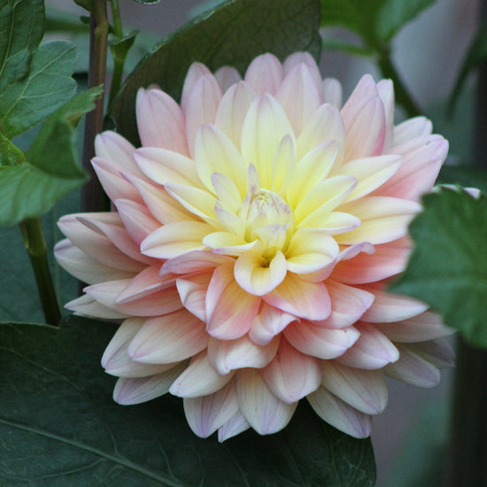 Dahlia Mondriaan Jack the Grower