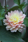 Dahlia Mondriaan Jack the Grower