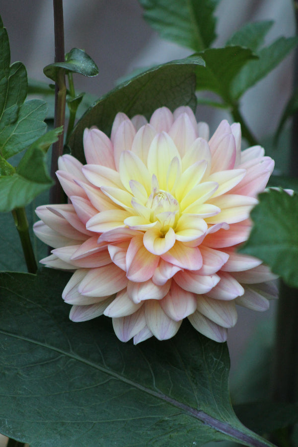 Dahlia Mondriaan Jack the Grower