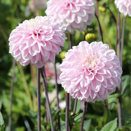 Dahlia Espacio Jack the Grower