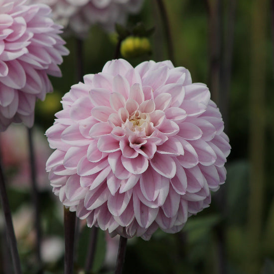 Dahlia Espacio Jack the Grower