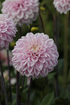 Dahlia Espacio Jack the Grower