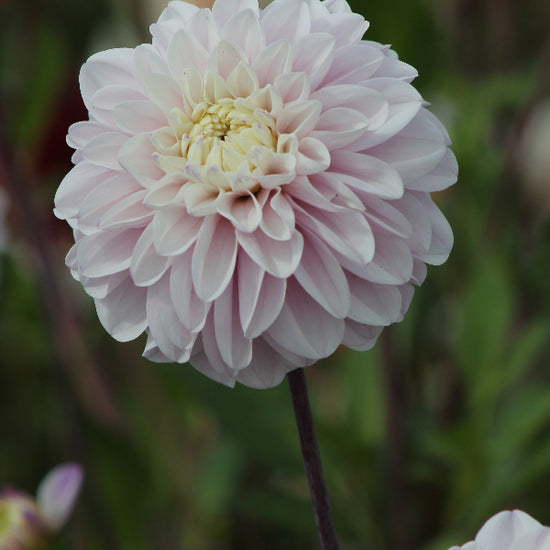 Dahlia Espacio Jack the Grower