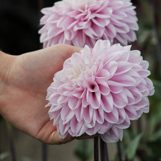 Dahlia Espacio Jack the Grower