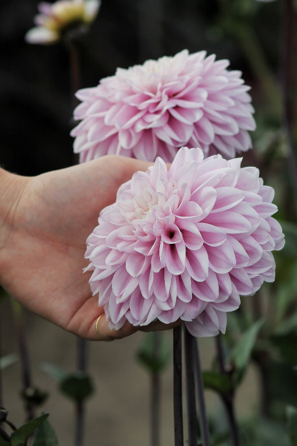 Dahlia Espacio Jack the Grower