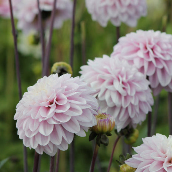 Dahlia Espacio Jack the Grower