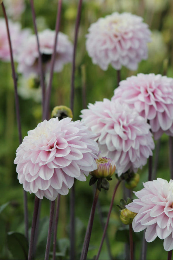 Dahlia Espacio Jack the Grower
