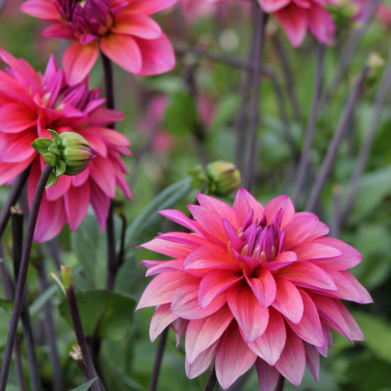 Dahlia Feline Yvonne Jack the Grower