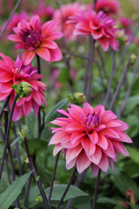 Dahlia Feline Yvonne Jack the Grower